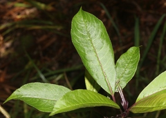 Clermontia parviflora