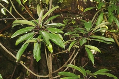 Clermontia parviflora
