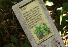 Clermontia parviflora