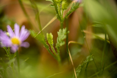 Brachyscome ciliaris