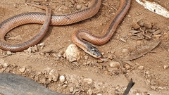 Suta nigriceps