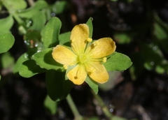 Hypericum parvulum