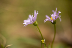 Brachyscome ciliaris