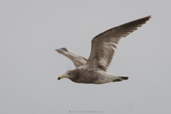 Larus atlanticus