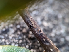 Xylosandrus compactus