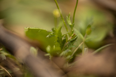 Brachyscome ciliaris