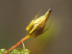 Macromitrium subpungens