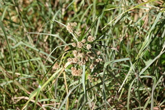 Cyperus entrerianus