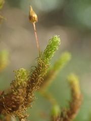 Macromitrium subpungens