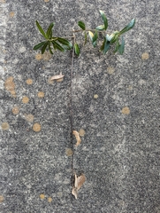 Xylosandrus compactus