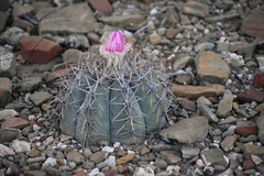 Echinocactus horizonthalonius