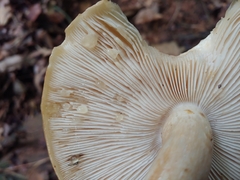 Macrocybe titans