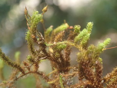 Macromitrium subpungens