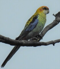 Platycercus eximius x adscitus