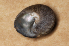 Trochidae