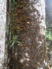 Macromitrium subpungens