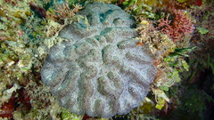 Mycetophyllia