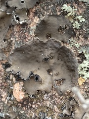 Umbilicaria muhlenbergii