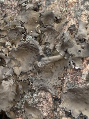 Umbilicaria muhlenbergii