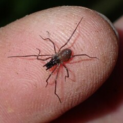 Oskoron spinosus