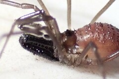 Oskoron spinosus