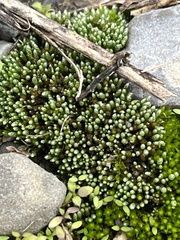 Bryum argenteum