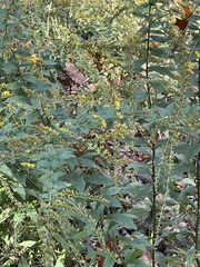 Solidago ulmifolia