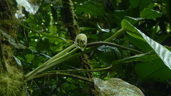 Anthurium spectabile