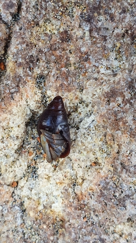 Planaxis nigritella, 2022-10-20