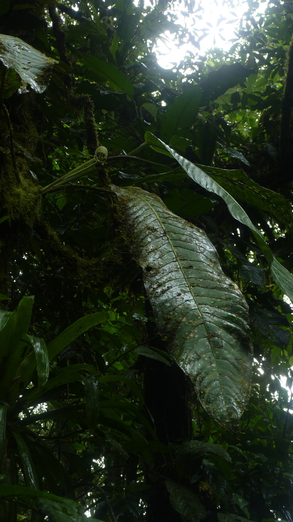 Anthurium spectabile 3