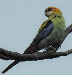 Platycercus eximius x adscitus