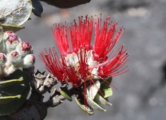 Metrosideros polymorpha