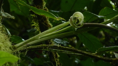 Anthurium spectabile