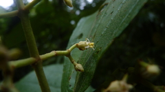 Miconia albertobrenesii