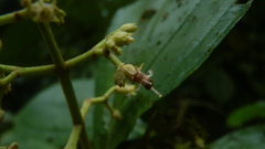 Miconia albertobrenesii