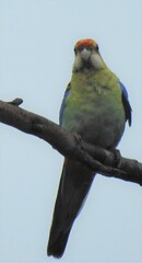 Platycercus eximius x adscitus