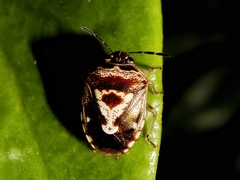 Menida formosa
