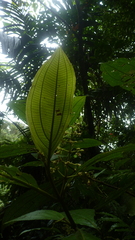 Miconia albertobrenesii