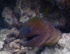 Gymnothorax javanicus
