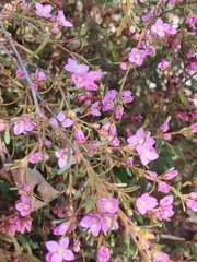 Thryptomene baeckeacea