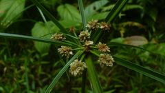 Cyperus luzulae
