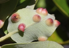 Pariaconus pyramidalis