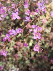 Thryptomene baeckeacea