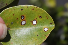 Mycosphaerella metrosideri