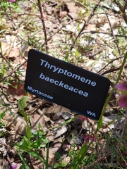 Thryptomene baeckeacea