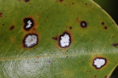 Mycosphaerella metrosideri