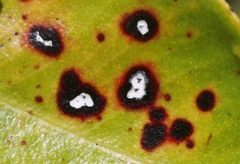 Mycosphaerella metrosideri