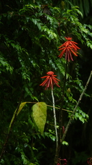 Erythrina gibbosa