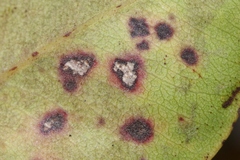 Mycosphaerella metrosideri