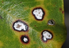 Mycosphaerella metrosideri